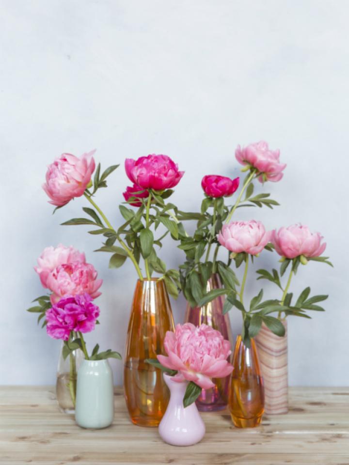Pfingstrosen in der perfekten Vase – Tollwasblumenmachen.de