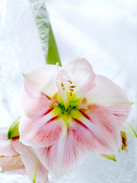 Die Amaryllis ist die Winterblume - Tollwasblumenmachen.de