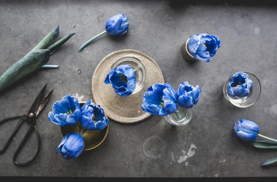 Wunderschön gefärbte blaue Tulpen - Tollwasblumemachen.de