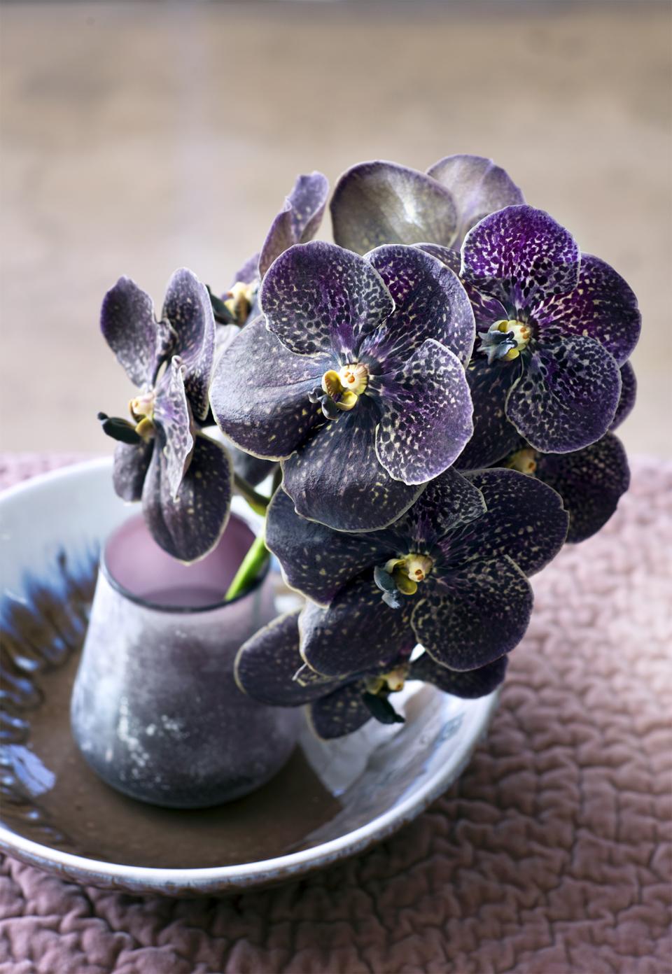 Edle Orchidee - Tollwasblumenmachen.de Edle Orchidee - Tollwasblumenmachen.de