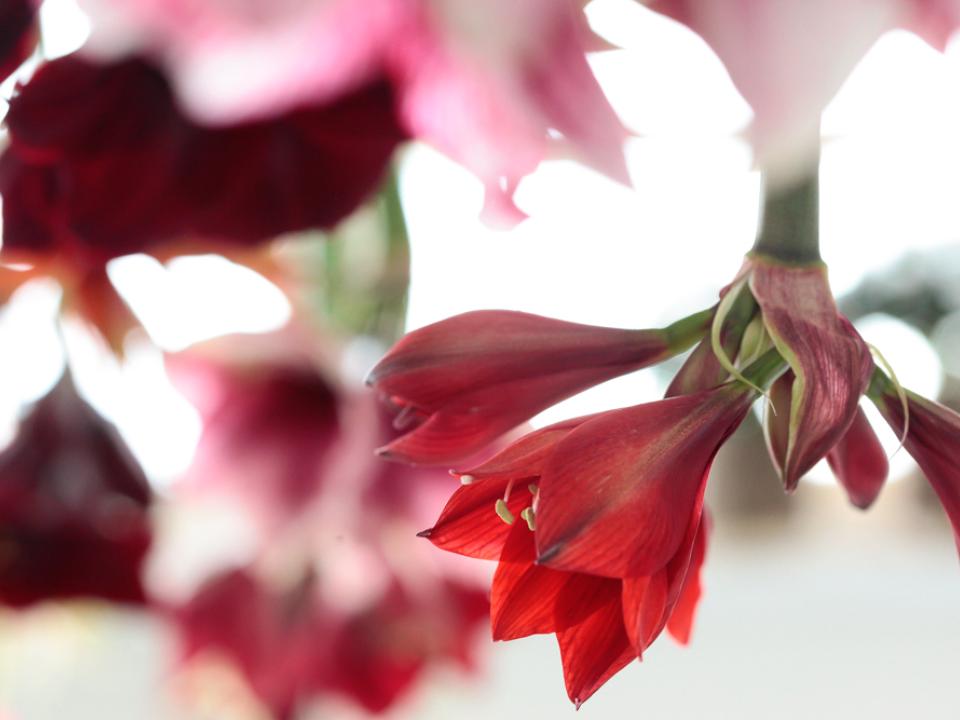 Kersttafel Amaryllis