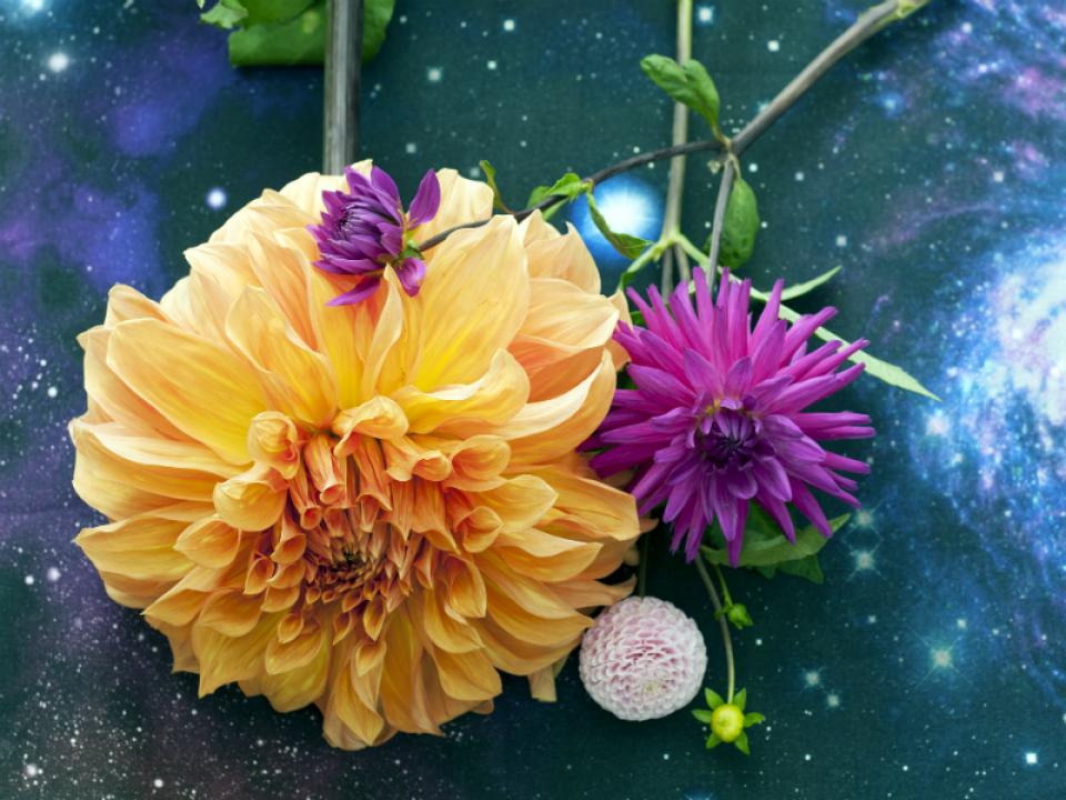 Die größten Dahliensträuße - Tollwasblumenmachen.de Die größten Dahliensträuße - Tollwasblumenmachen.de