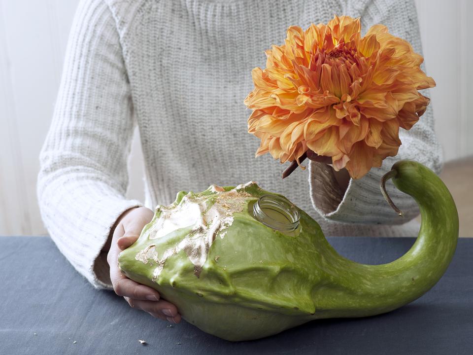 Dahlie DIY Blütenkürbis - Tollwasblumenmachen.de