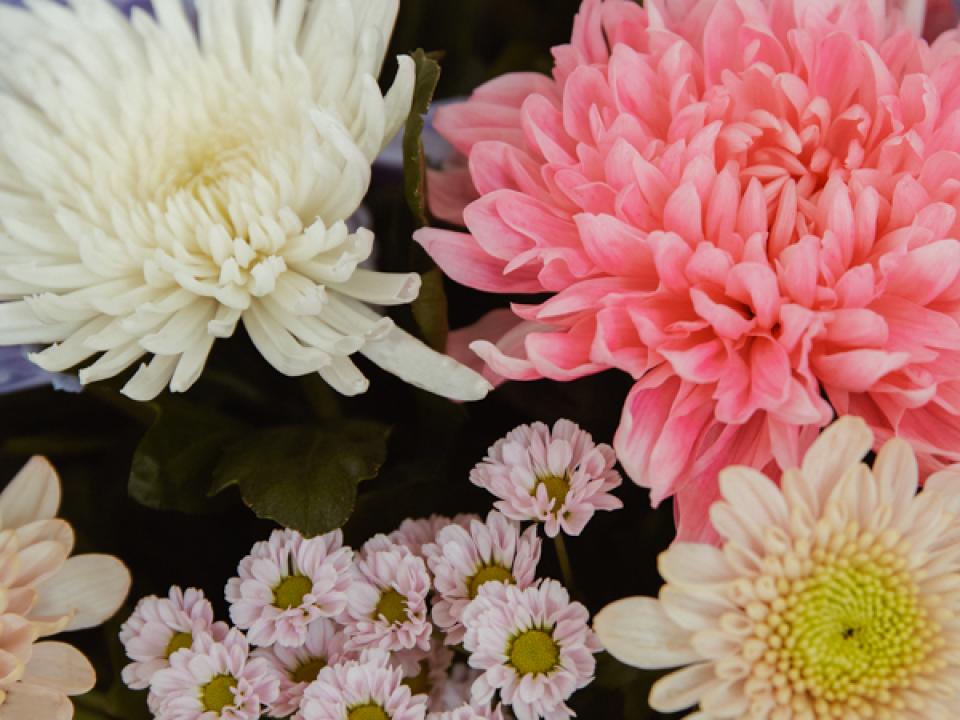 Bunte Chrysanthemen: Farben, die gute Laune machen Tollwasblumenmachen.de