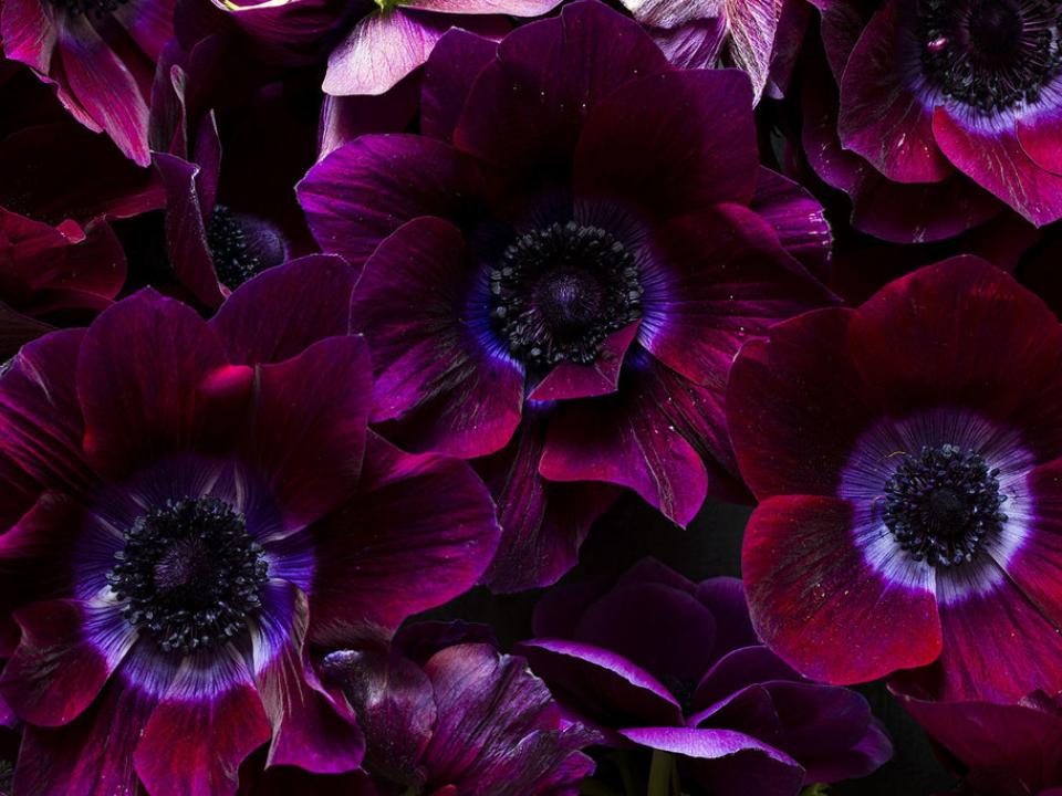 Met deze DIY's en prachtige bloemen kom jij de winter wel door