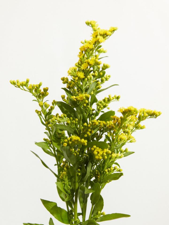 solidago | mooiwatbloemendoen.nl