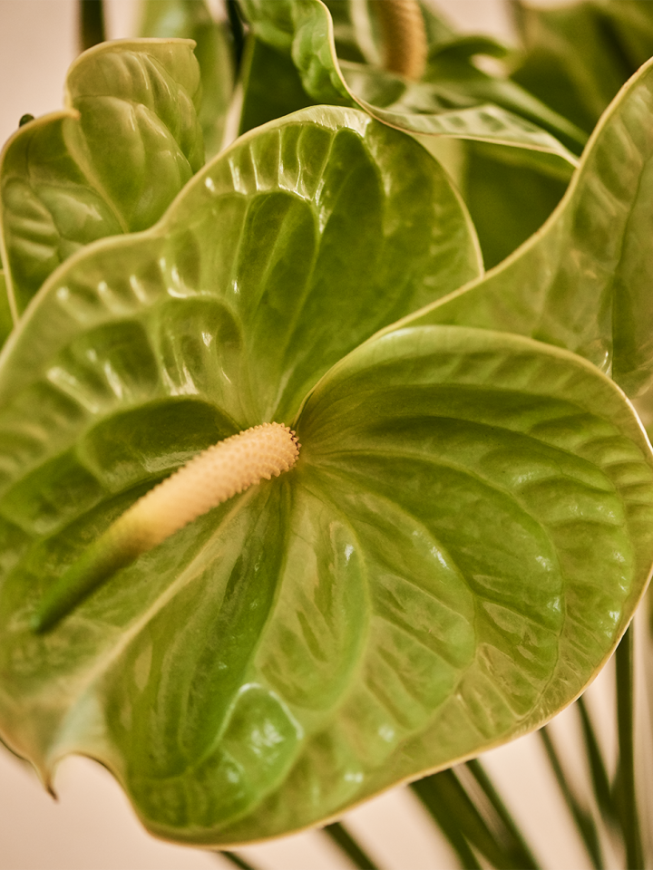 anthurium mooiwatbloemendoen