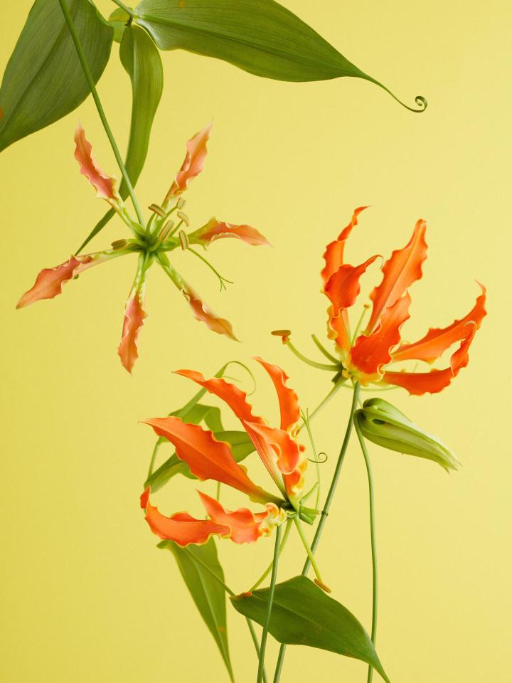 gloriosa | mooiwatbloemendoen