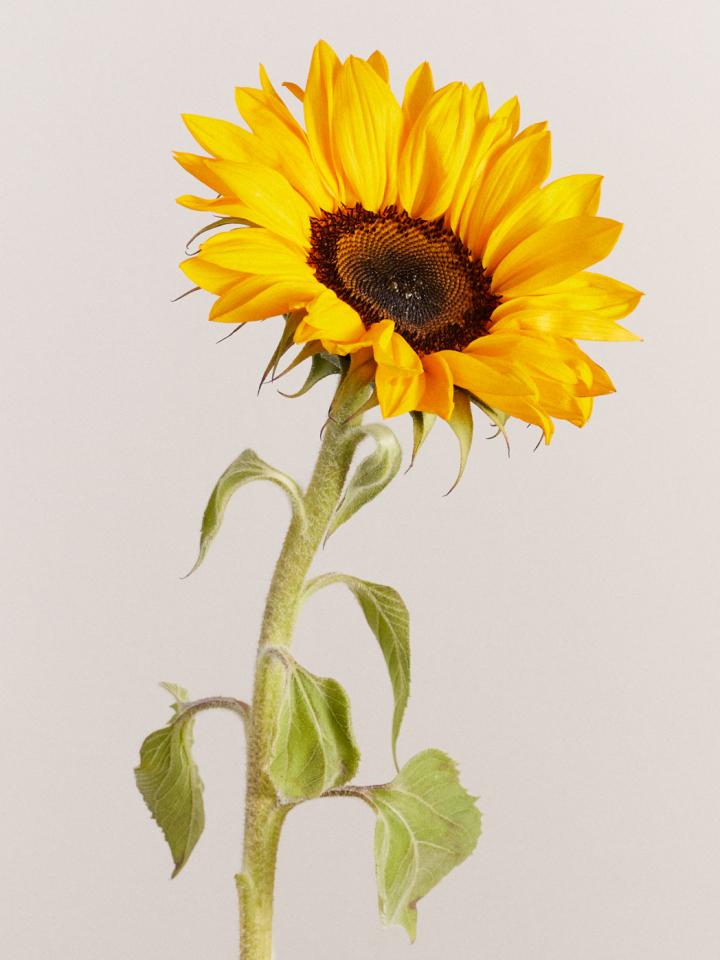 zonnebloem | helianthus | mooiwatbloemendoen