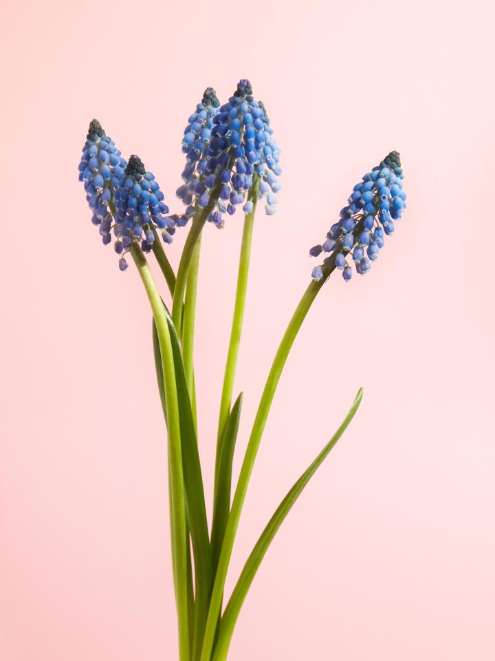 blauwe druif | muscari | mooiwatbloemendoen