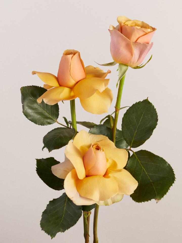 roos | oranje roos | roos herdenken | roos moederdag