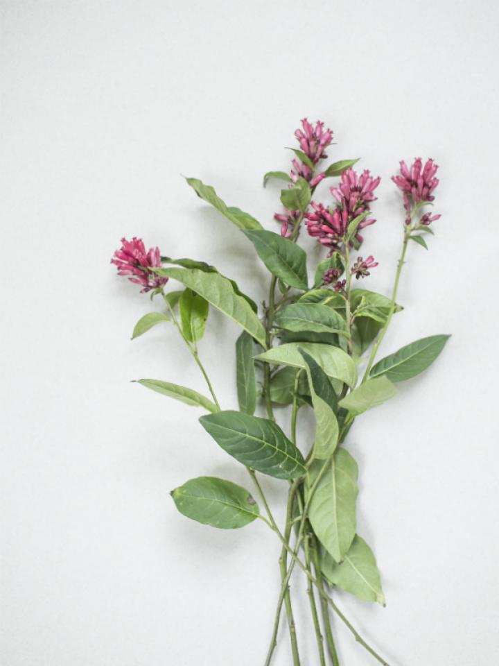 Cestrum Tollwasblumenmachen.de