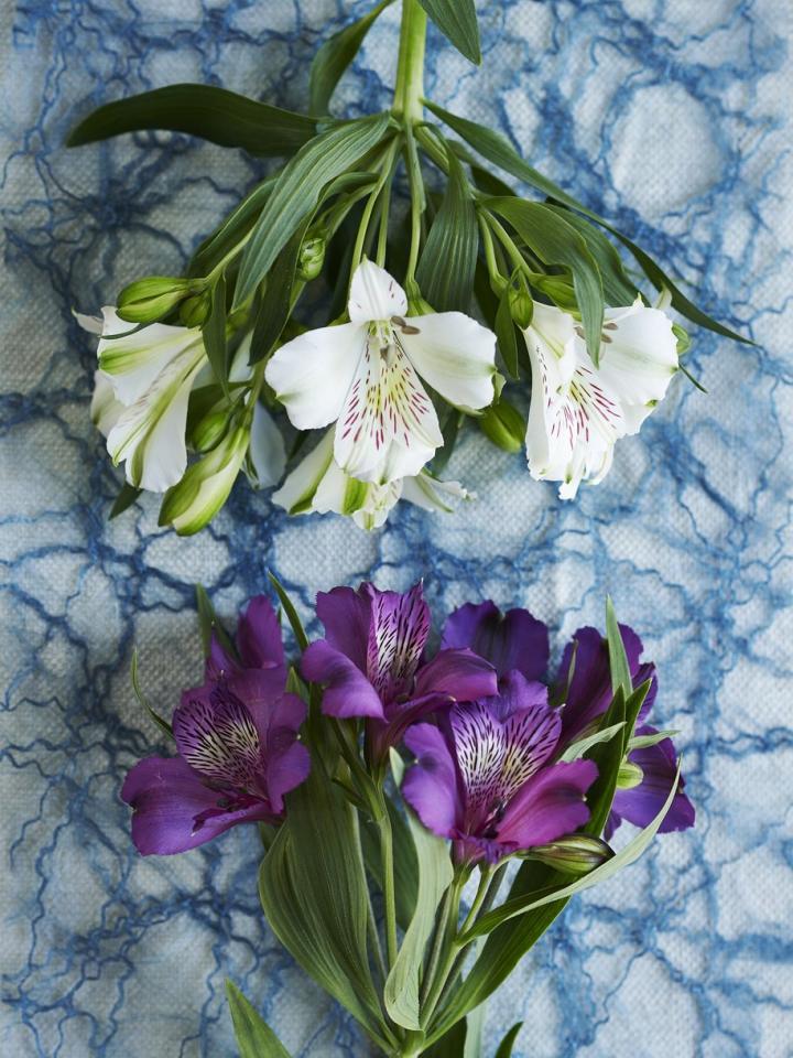 Alstroemeria Mooiwatbloemendoen.nl Alstroemeria Mooiwatbloemendoen.nl