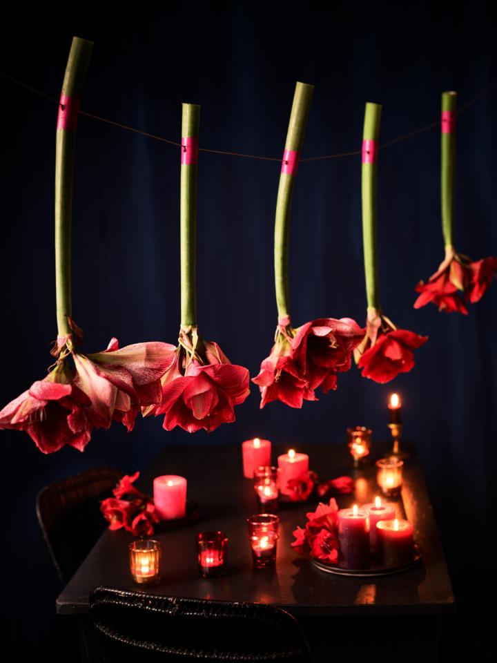 DIY: Amaryllis-Deko für den gedeckten Weihnachtstisch Tollwasblumenmachen.de