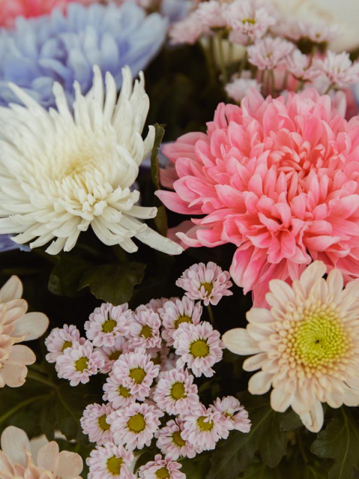 Bunte Chrysanthemen: Farben, die gute Laune machen Tollwasblumenmachen.de