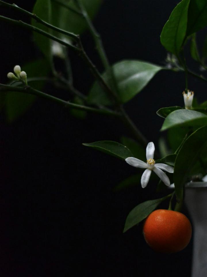 Ein Rezept für eine Orangencreme-Schokolade Tollwasblumenmachen.de