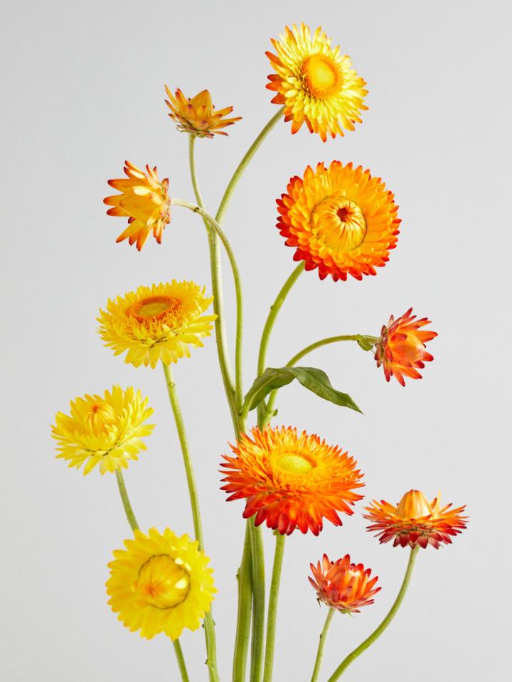 Helichrysum | Tollwasblumenmachen.de