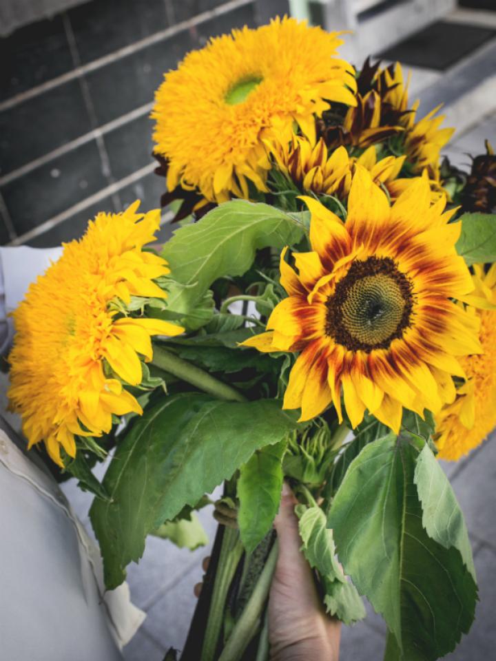 Die außergewöhnlichsten Erscheinungsformen der Sonnenblume Tollwasblumenmachen.de