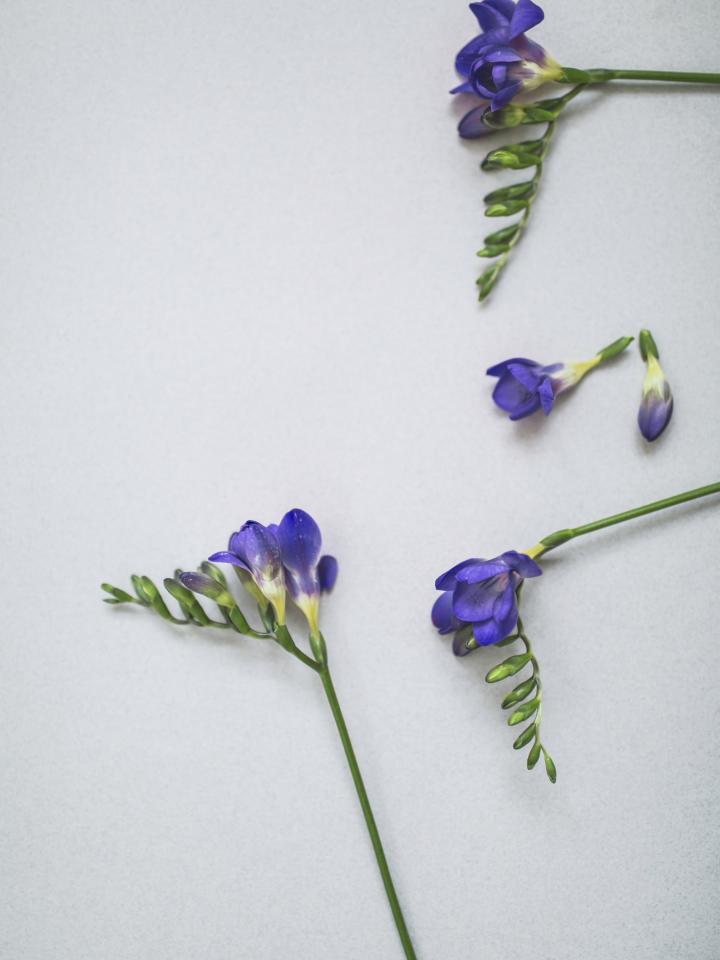 Freesia Blauw Freesia Blauw