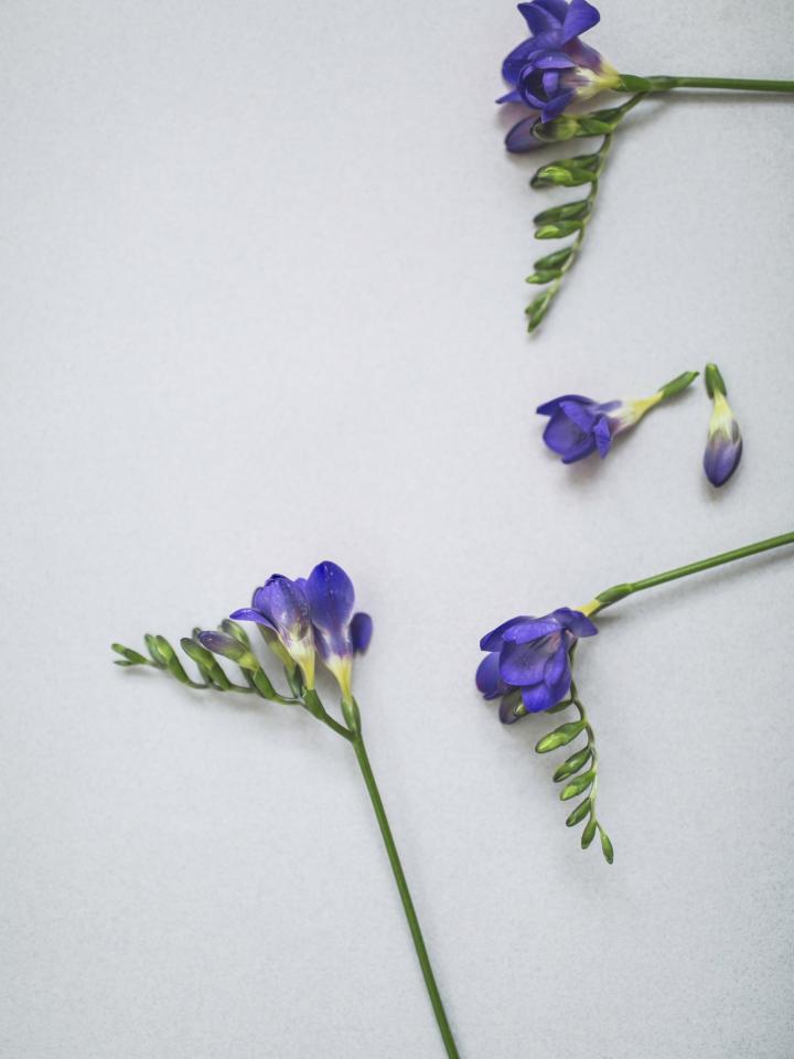 Freesia Blauw