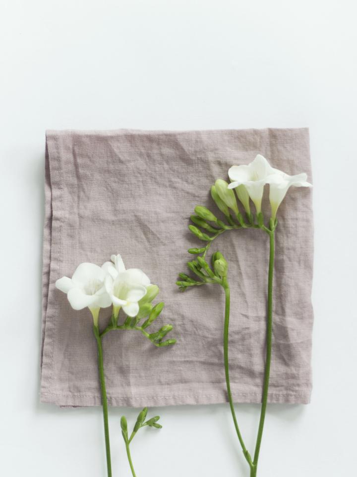 Freesia Wit Freesia Wit