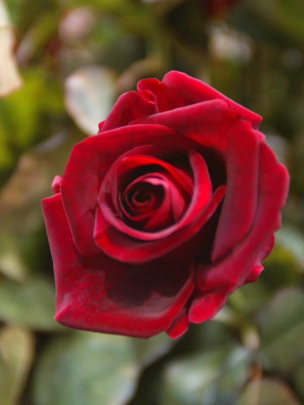 Das Symbol Der Liebe Die Rote Rose Toll Was Blumen Machen