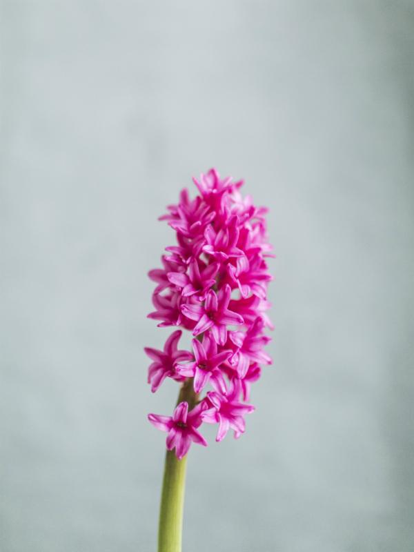 Die Hyazinthe Toll Was Blumen Machen