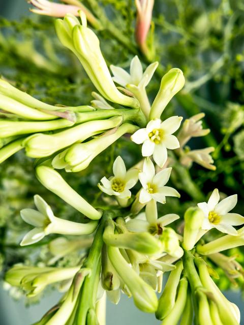 tuberose