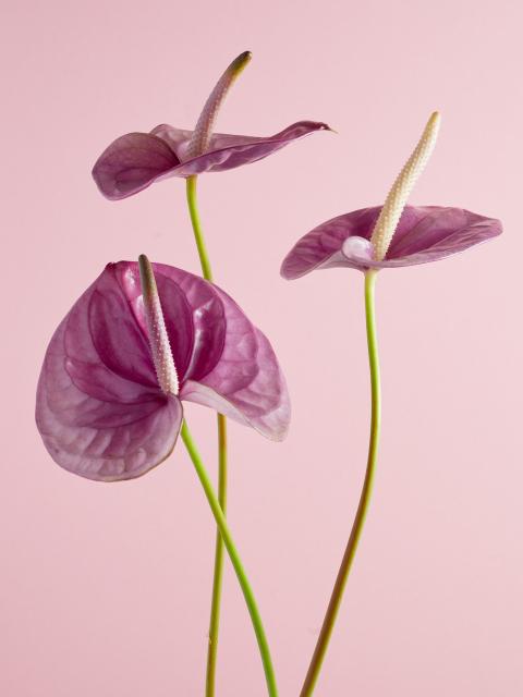 anthurium | hartvormige bloem | bloem moederdag