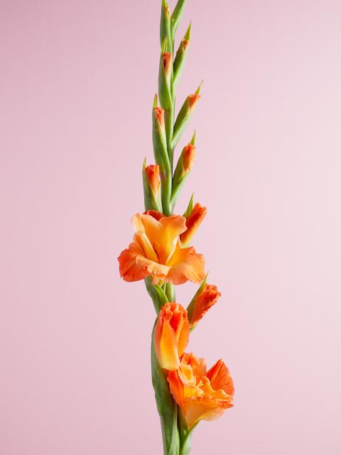 gladiool | sterke bloem | bloem symboliek | moederdag cadeau