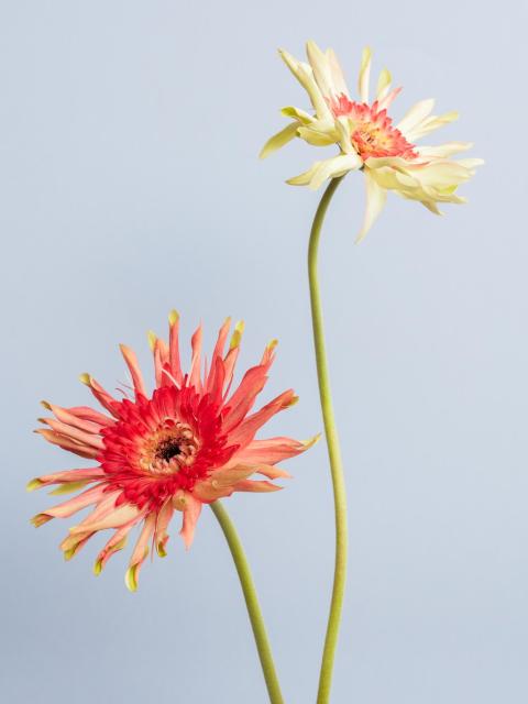 gerbera | bloem moederdag | sterke bloem | bloem symboliek