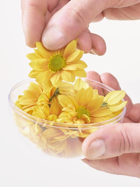 Chrysantheme DIY - Tollwasblumenmachen.de