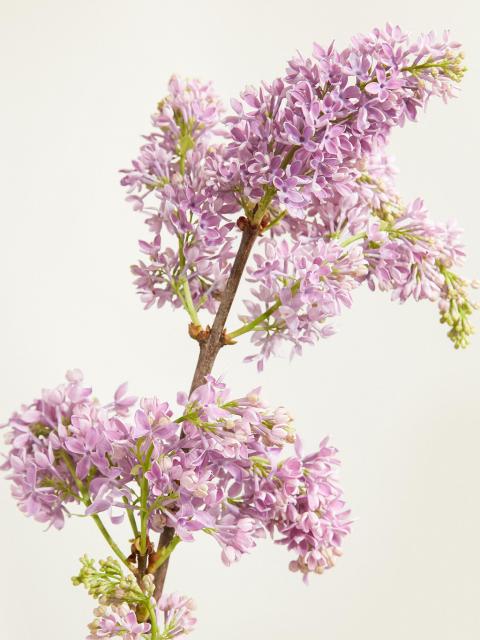 Typische winterbloem sering 7 Blumen, die wir im Winter lieben | Tollwasblumenmachen.de