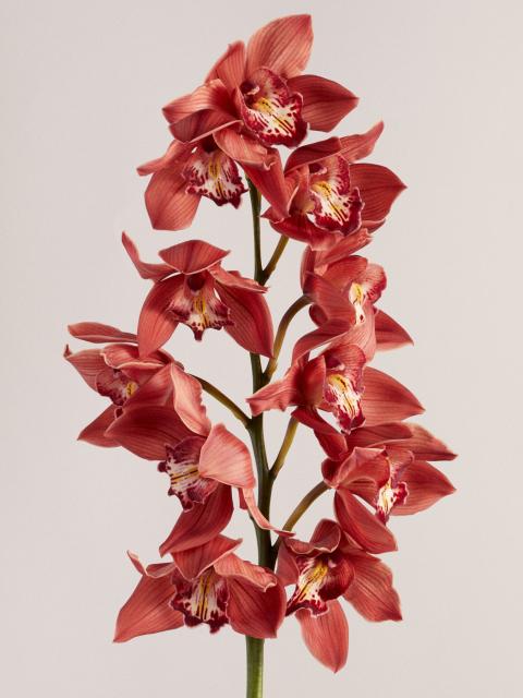 cymbidium | orchidee | winterbloem