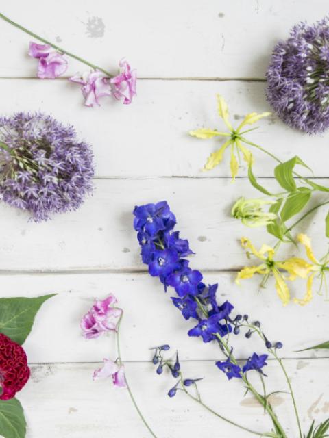 Die schönsten Sommerblumen Tollwasblumenmachen.de